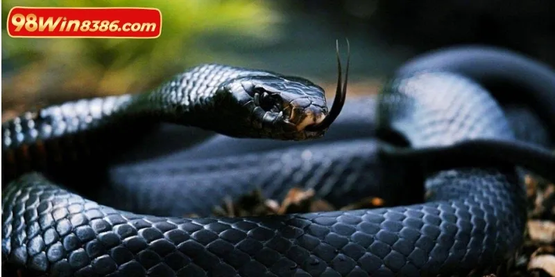 Luận giải ý nghĩa chi tiết của giấc mơ thấy rắn