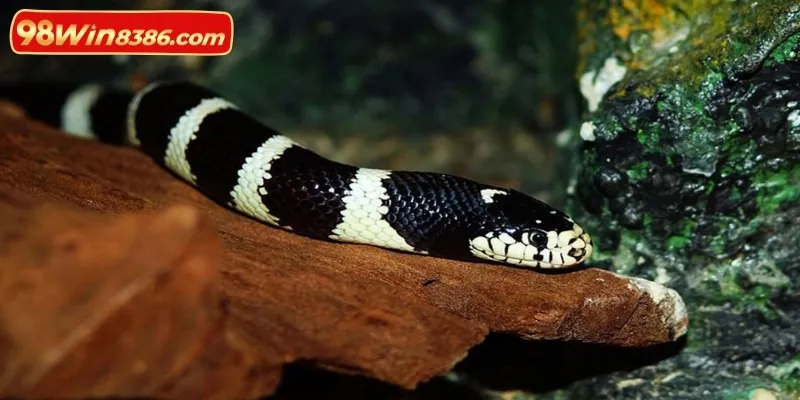 Các phương pháp để chọn số may mắn dựa trên chiêm bao thấy rắn