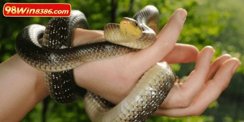 Câu trả lời gợi ý mơ thấy rắn đánh con gì